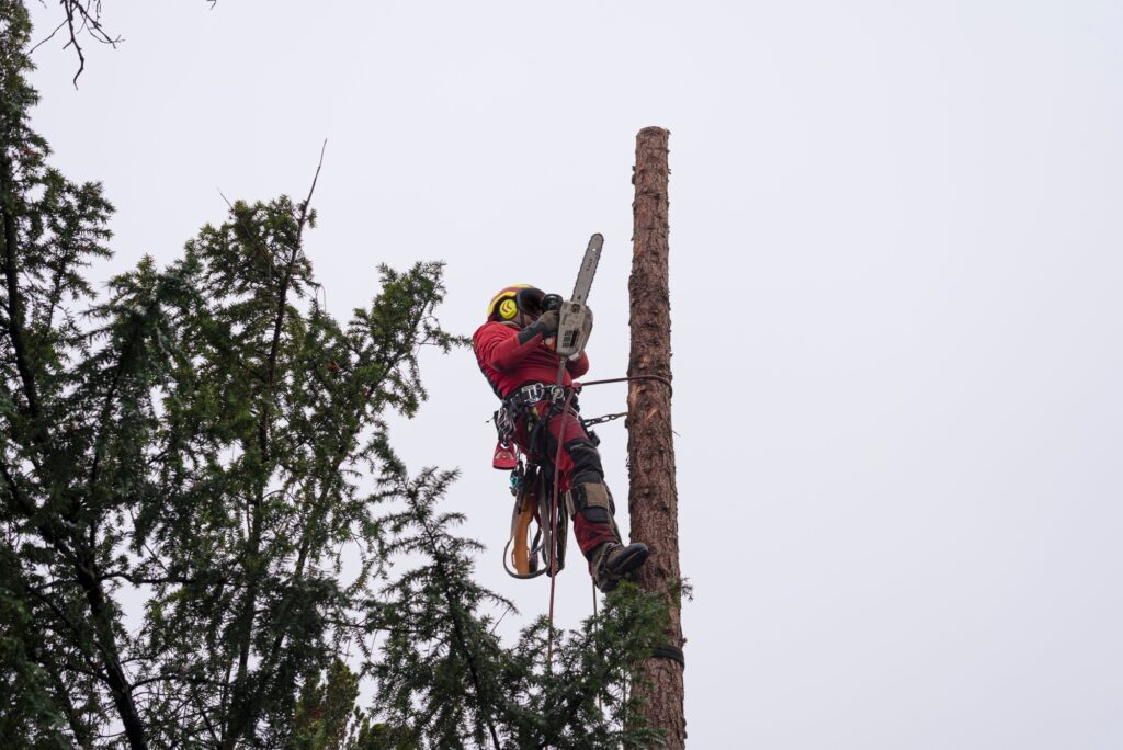 Worker cutting tree with chainsaw